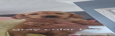 Cockapoo 4