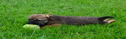 Border Terrier dogs for sale: Border Terrier Puppies - Advert 8