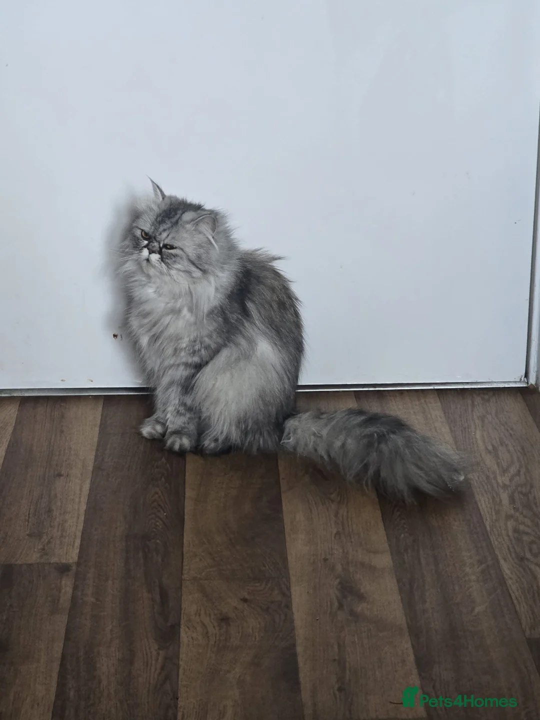 Persian cats for sale: Beautiful Persian chinchilla kittens 5 wks - Advert 2