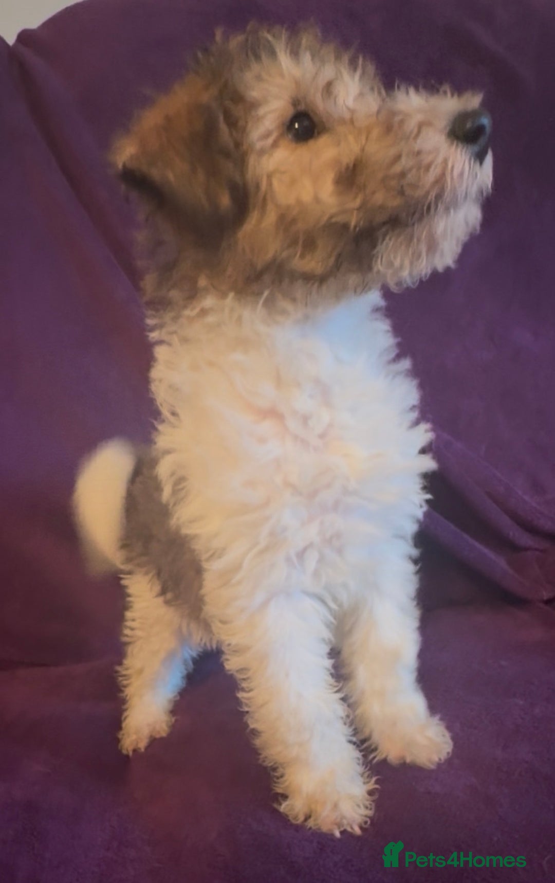 Fox Terrier dogs for sale: Stunning wire fox terrier puppies  - Advert 6