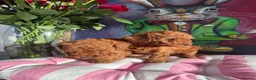 Miniature Poodle dogs for sale: Solid red poodle 🐶 ( left two girls) - Advert 30