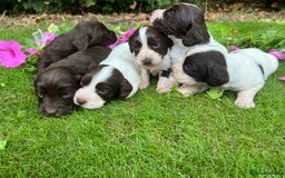 Cocker Spaniel dogs for sale: 6 beautiful cocker spaniel puppies - Image 2