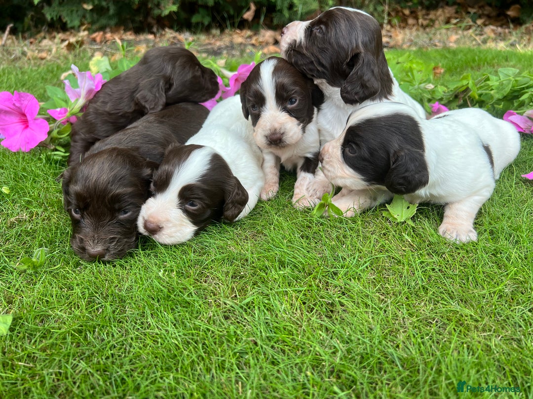 Cocker Spaniel dogs for sale: 6 beautiful cocker spaniel puppies - Image 2