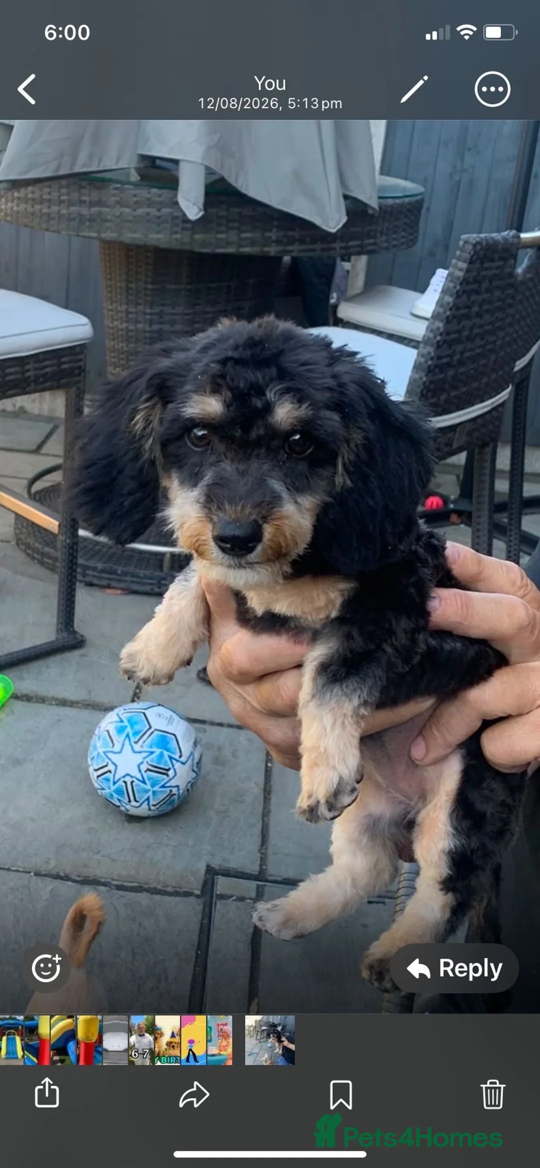 Mixed Breed dogs for sale: Female cross puppy  in Rainham - Advert 2