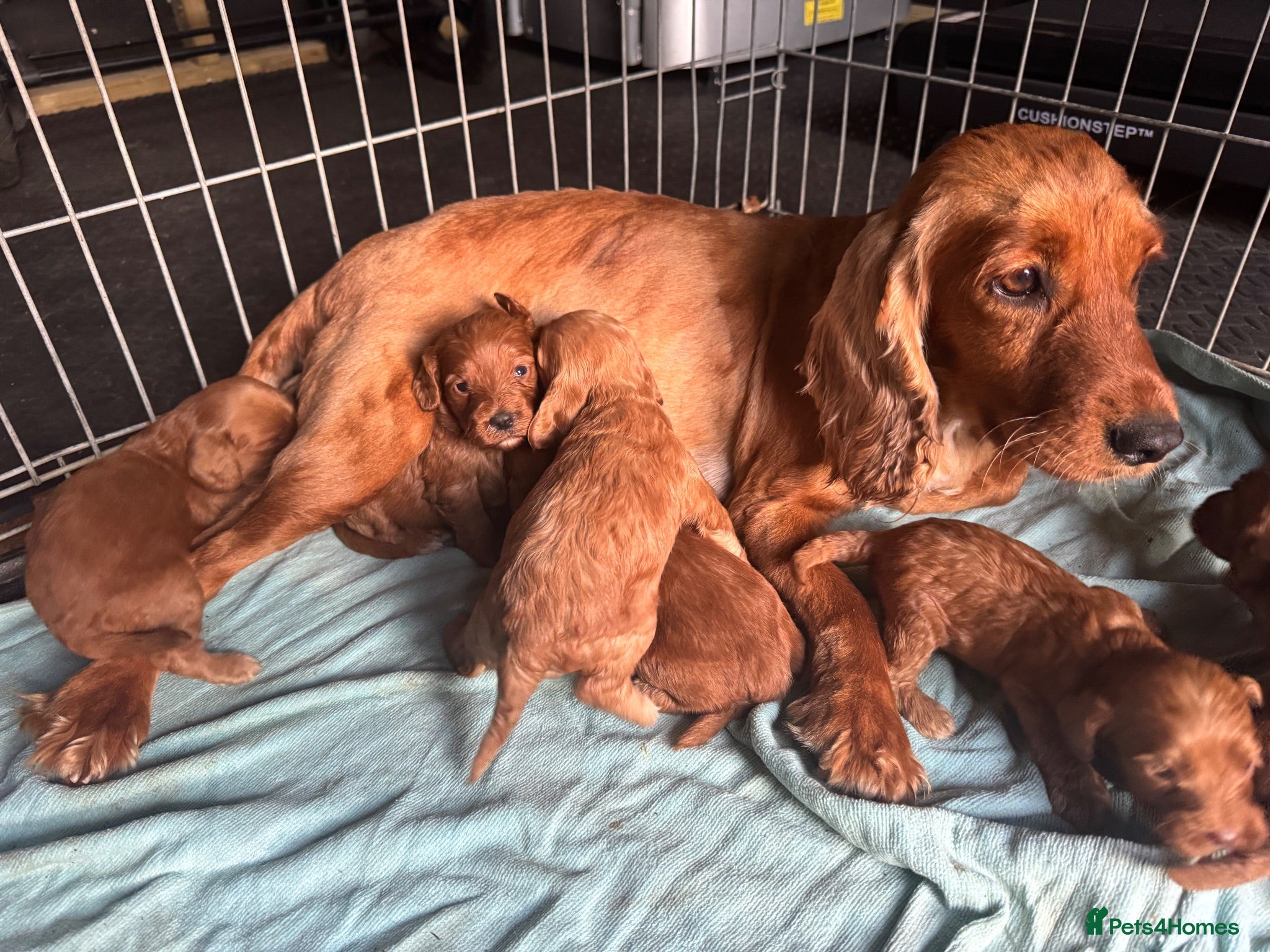Cockapoo dogs Beautiful Litter of 6 Cockapoo  - Advert 2