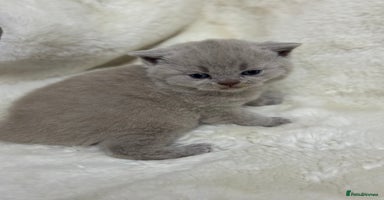 British Shorthair cats - Advert 14