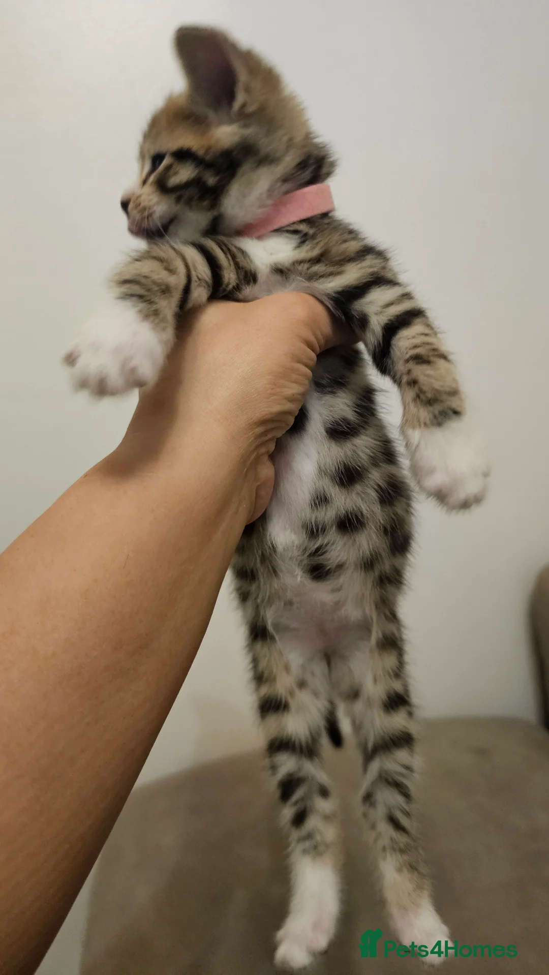 Bengal cats for sale: Bengal kittens - Advert 10