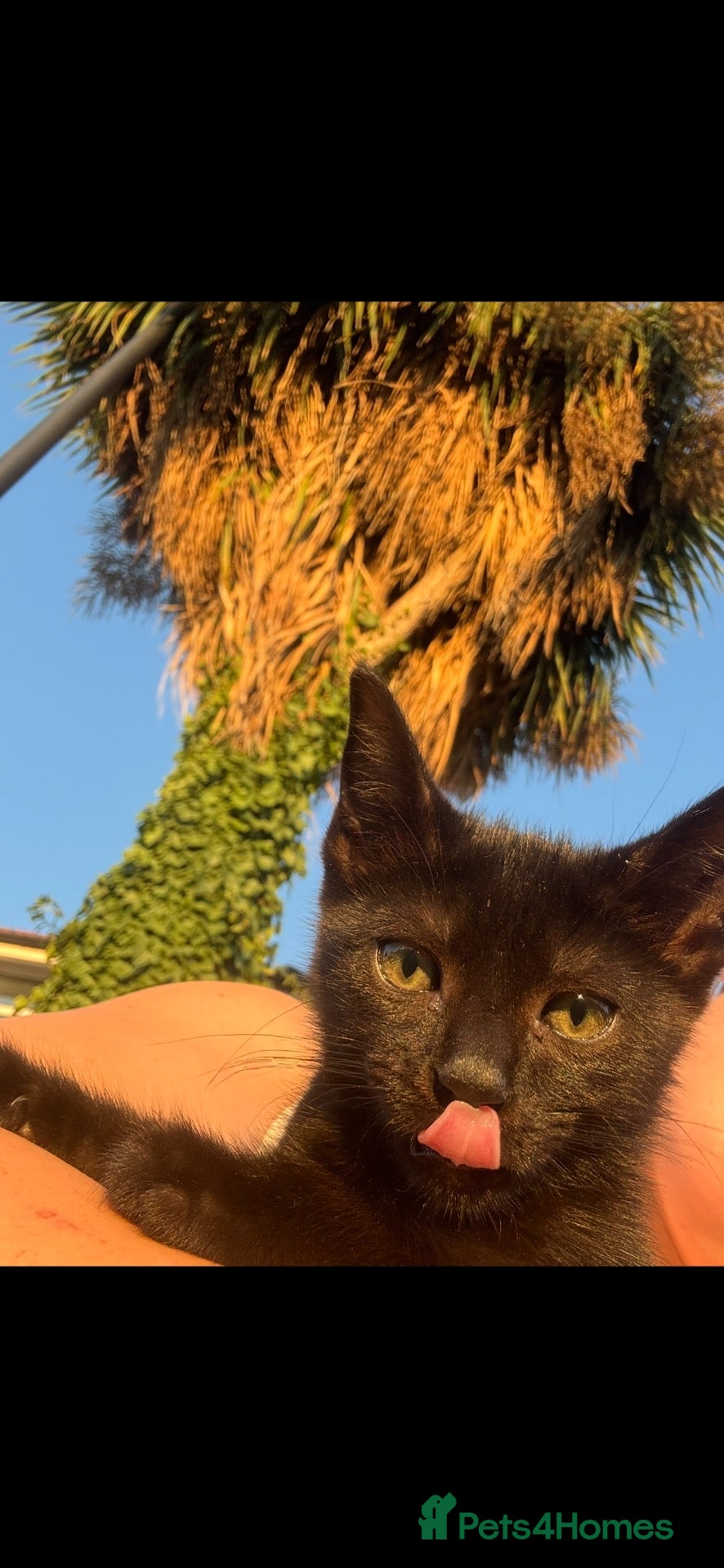 Mixed Breed cats for sale: Two Beautiful Rescue Kittens - Advert 1