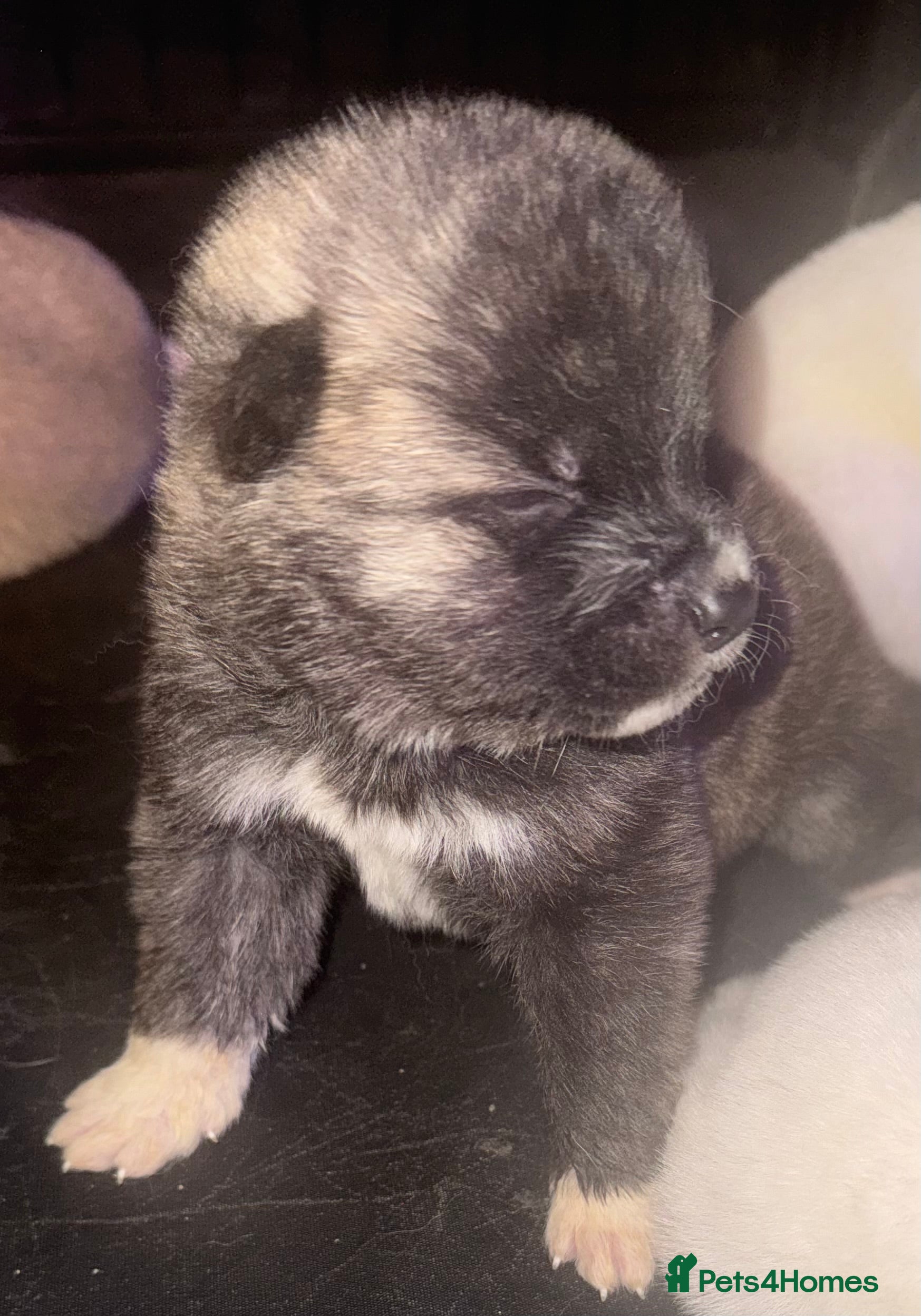 Japanese Akita Inu dogs 7 Japanese akitas  - Advert 1