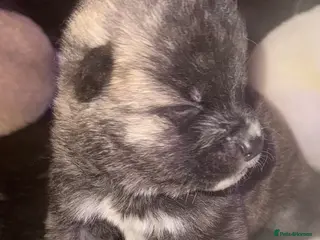 Japanese Akita Inu dogs 7 Japanese akitas - Advert 3