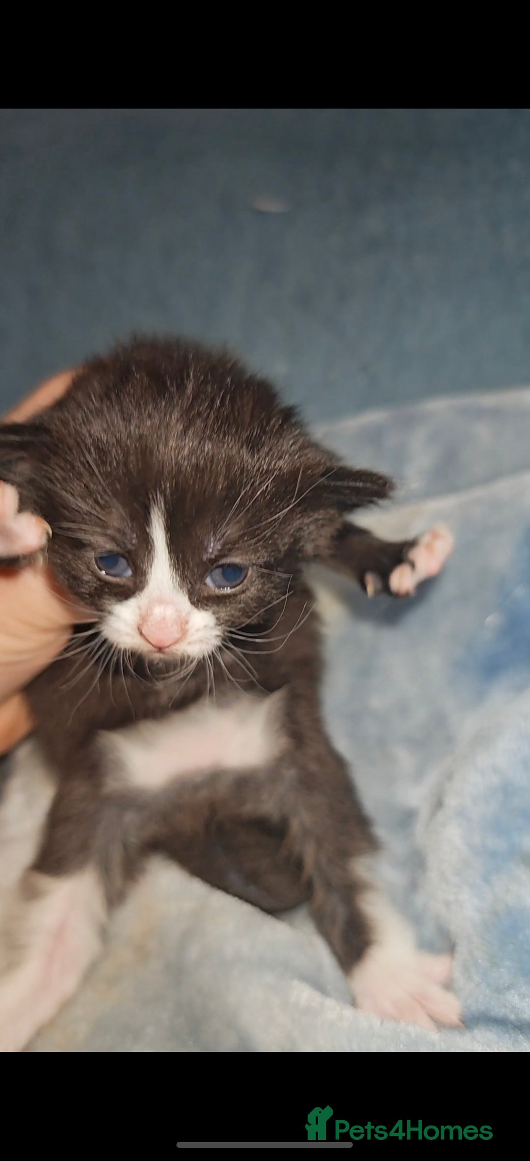 Mixed Breed cats for sale: Beautiful kittens  - Advert 19