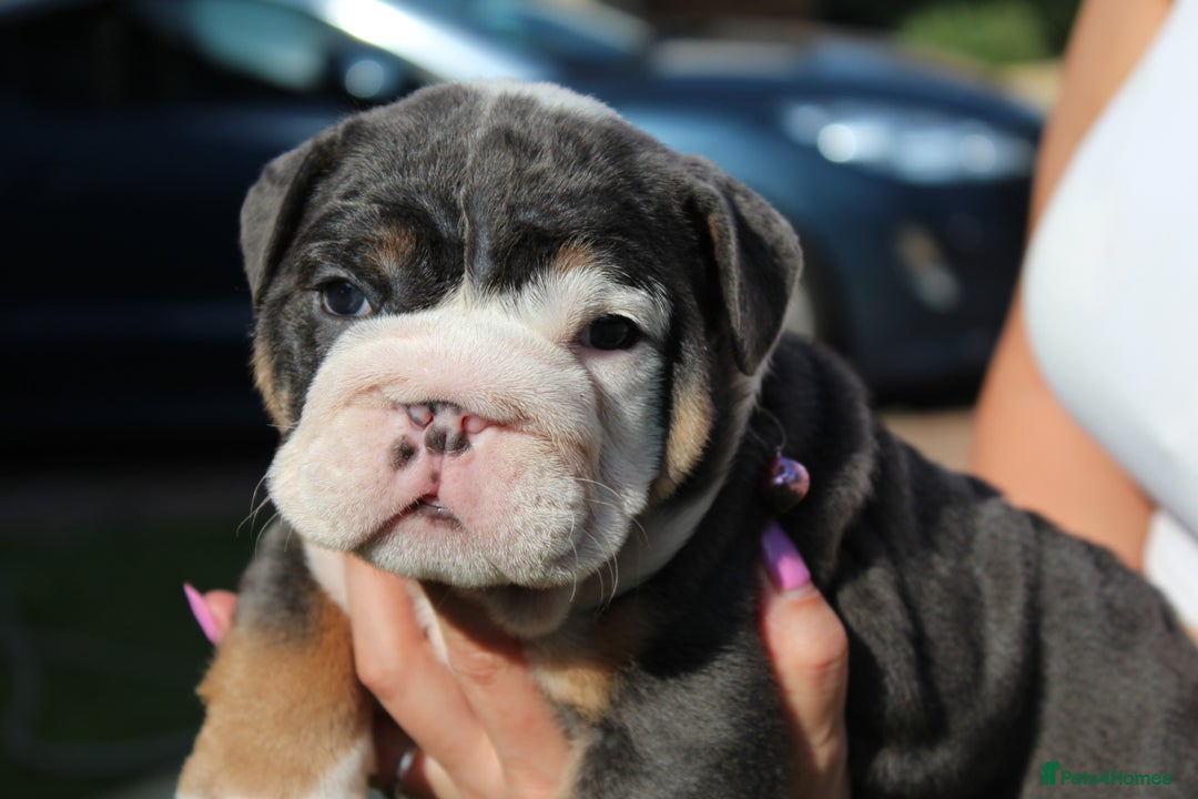 English Bulldog dogs for sale: *REDUCED* English Bulldog Puppies - Image 1