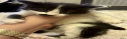 Turkish Angora cats for sale: Turkish angora kitten  in Sheffield - Advert 4