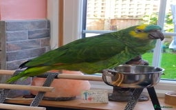 Parrots birds for sale: Jessie - Image 14
