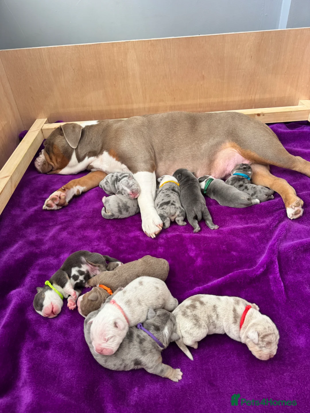 Old Tyme Bulldog dogs for sale: Stunning litter of 11  - Advert 1