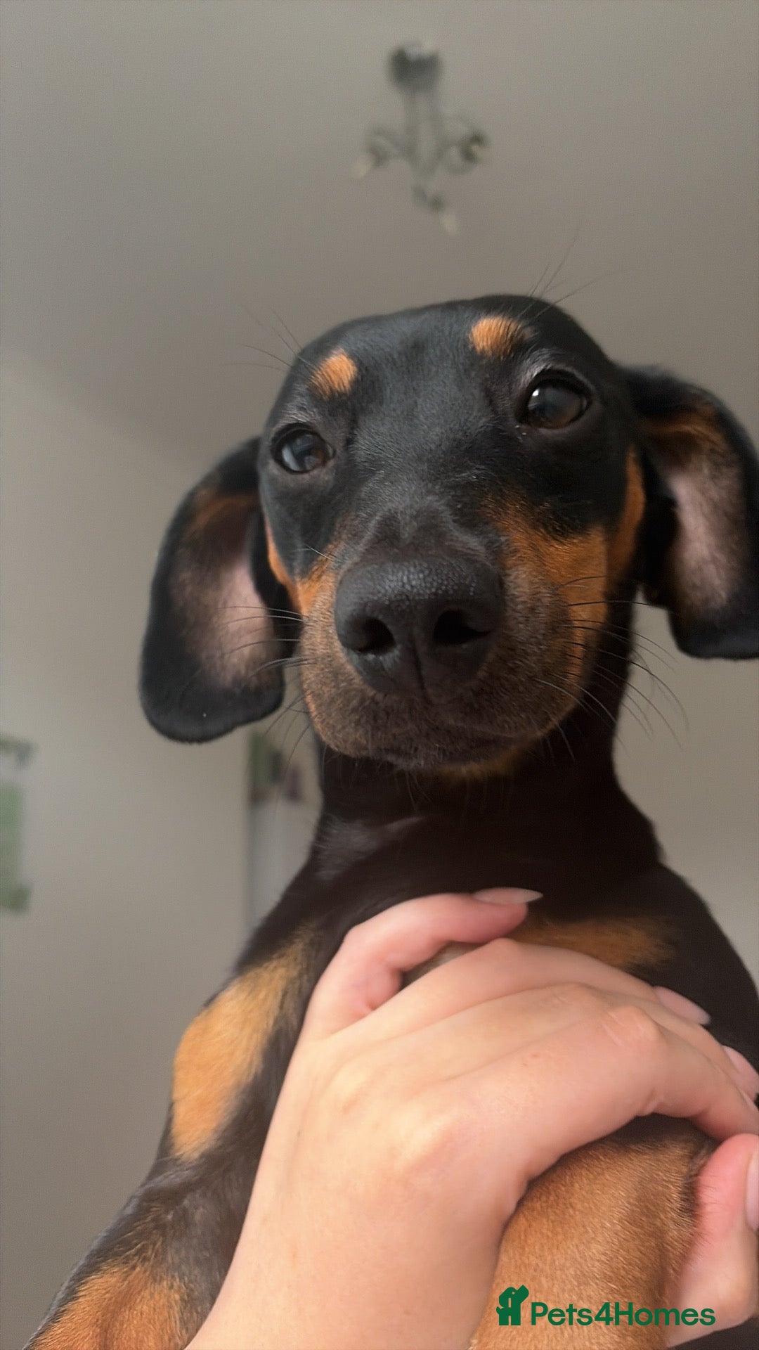 Jackshund dogs Female miniature dachshund/jackrussle - Advert 1