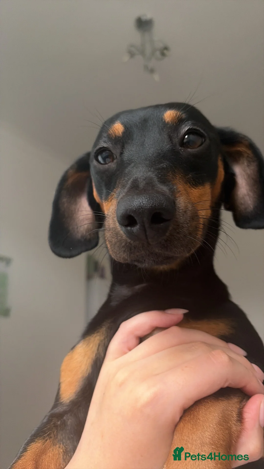 Jackshund dogs for sale: Female miniature dachshund/jackrussle - Advert 1