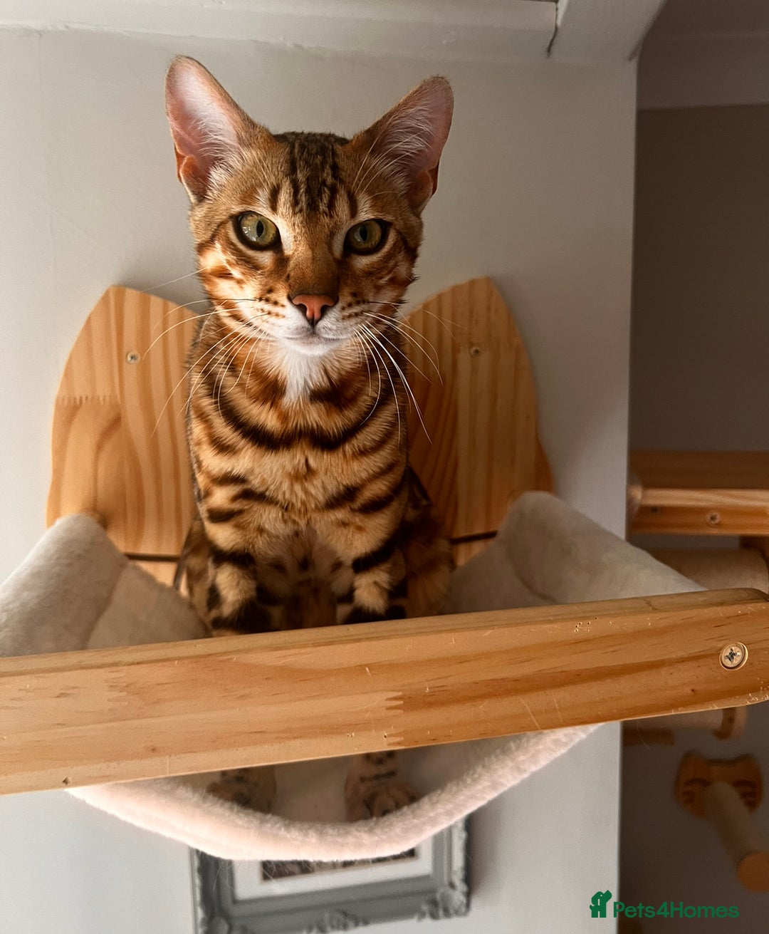 Bengal cats for sale: Salvador - bengal cat - Image 8