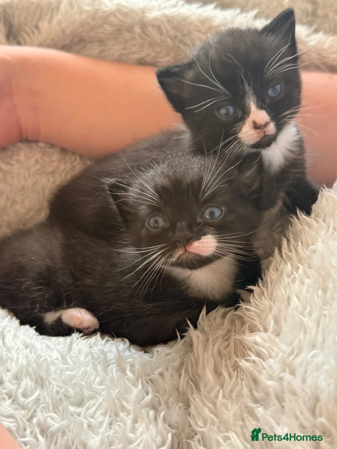 Mixed Breed cats for sale: Two gorgeous kittens looking for 🏡 in Seaham - Advert 1