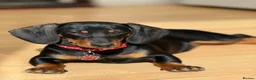 Dachshund dogs for sale: Kiki  - Advert 8