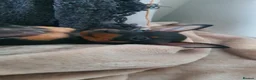 Miniature Pinscher dogs for sale: 4 lovely Puppys Prague Ratter (Pražský Krysařík) - Advert 8