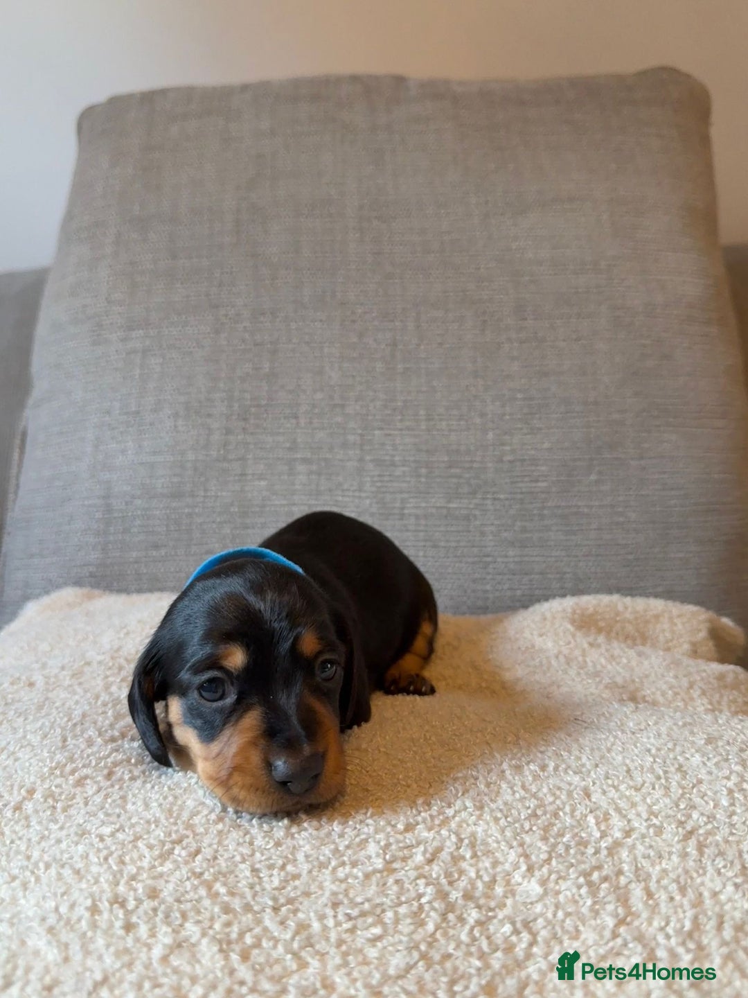 Dachshund dogs for sale: Gorgeous happy puppies  - Image 4