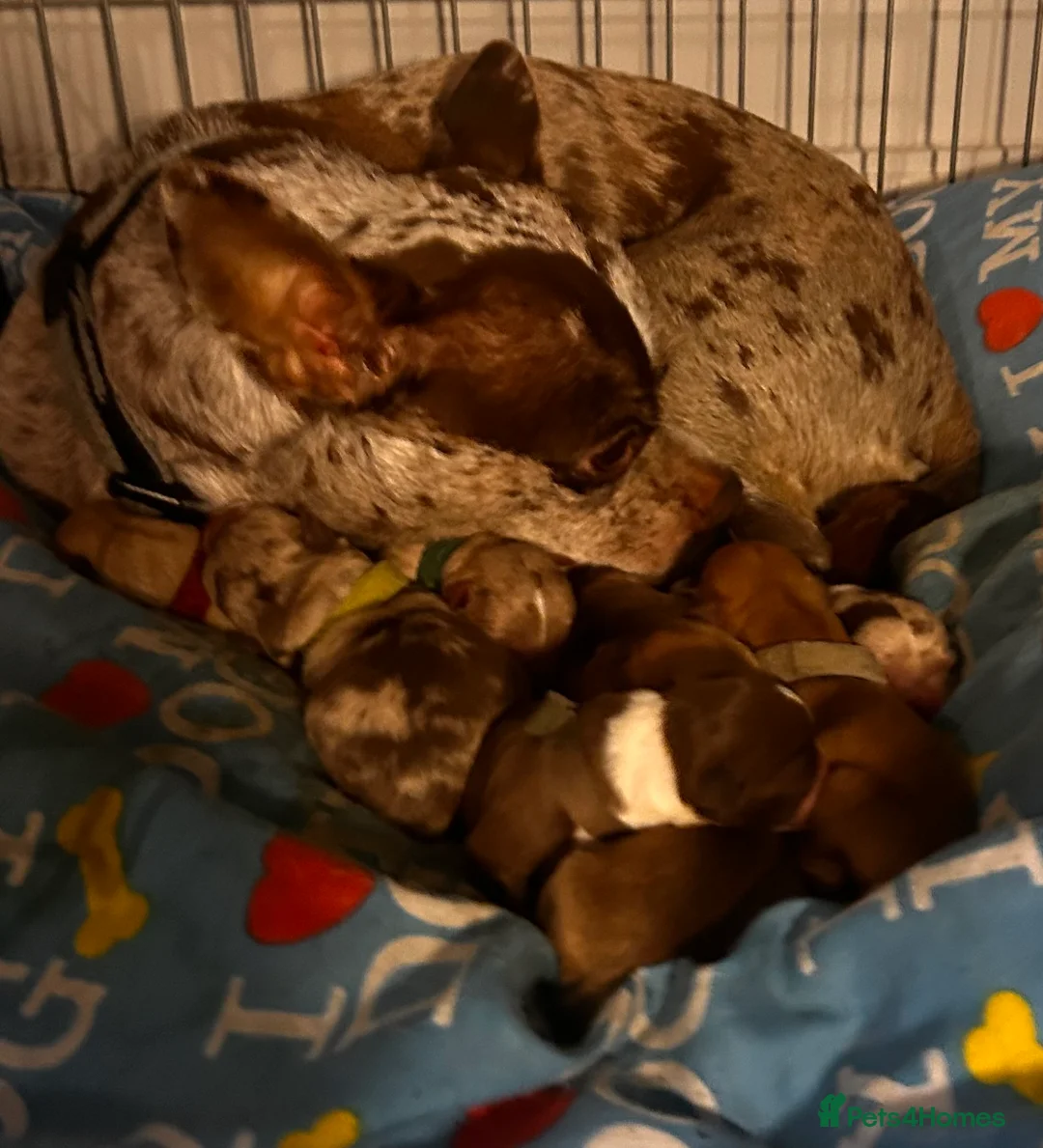 Chihuahua dogs for sale: Rare Merle Chihuahua Puppies Beautiful Litter of 8 - Advert 10