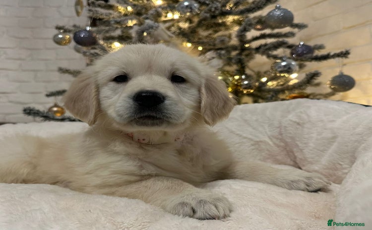 Golden Retriever dogs Golden retriever puppies  - Advert 5