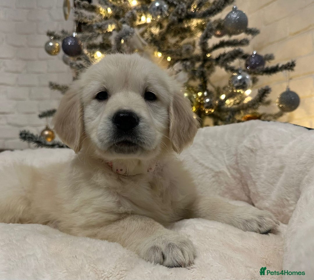 Golden Retriever dogs for sale: Golden retriever puppies  - Advert 1