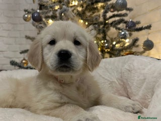 Golden Retriever dogs Golden retriever puppies - Advert 5