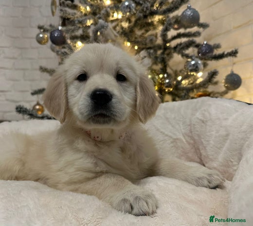 Golden Retriever dogs Golden retriever puppies - Advert 2