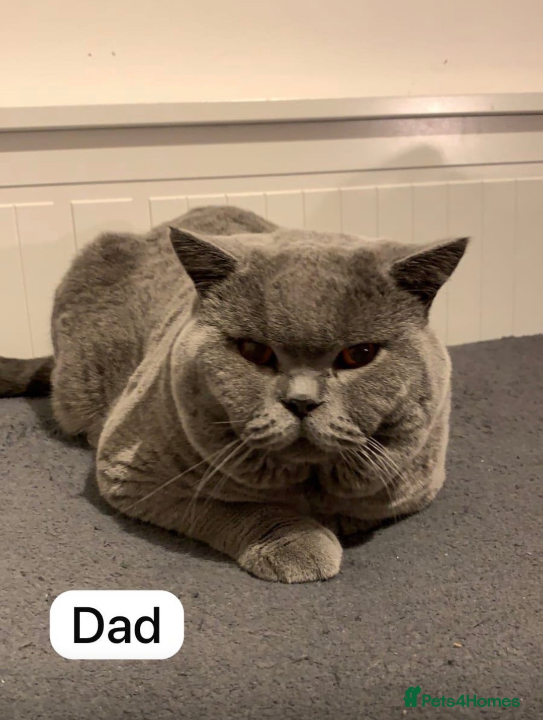 British Shorthair cats for sale: British short hair kittens for sale - Advert 7