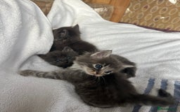 Ragdoll cats for sale: Ragdoll kittens - Image 4