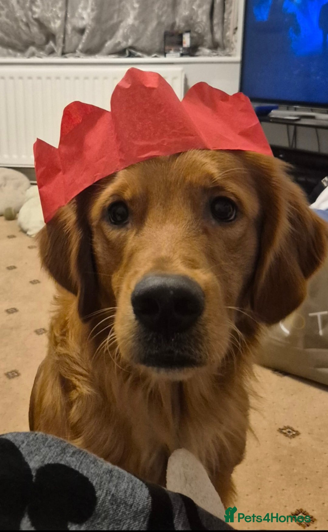 Golden Retriever dogs for stud: KC registered stud  - Advert 1