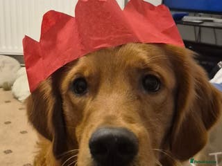 Golden Retriever dogs KC registered stud - Advert 2