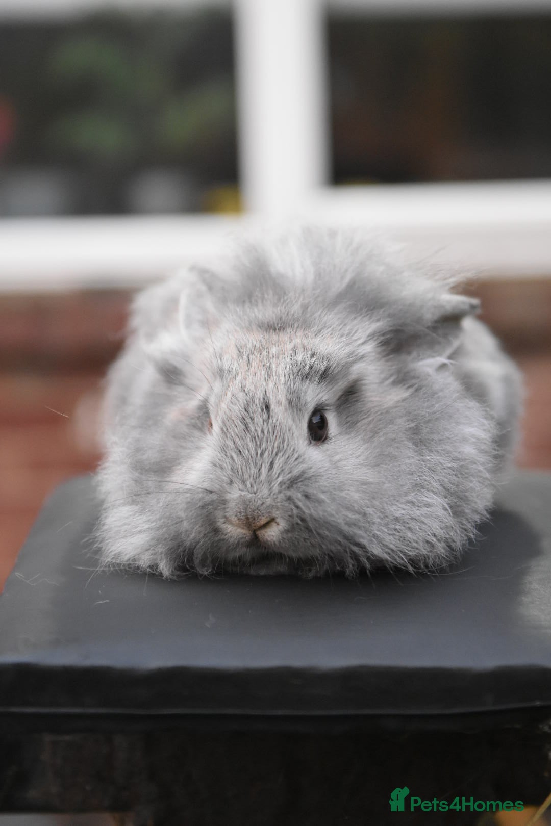 Mixed Breed rabbits for sale: Baby Lionheads Looking For Homes  - Image 13