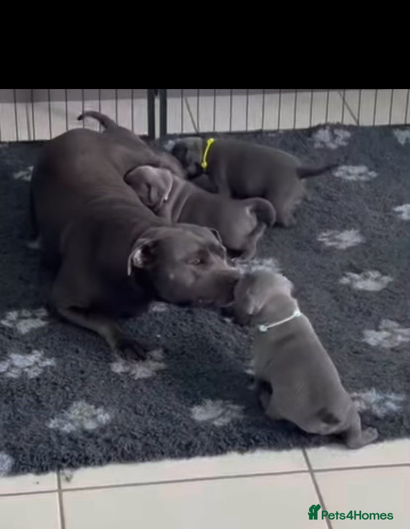 Staffordshire Bull Terrier dogs Healthy Strong Staffys Pups Playful with kids - Advert 1