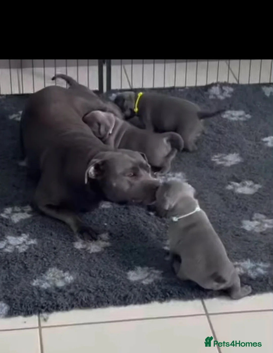 Staffordshire Bull Terrier dogs for sale: Healthy Strong Staffys Pups Playful with kids in Sherborne - Advert 1