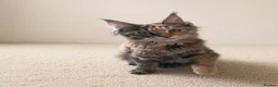 Maine Coon cats for sale: Gorgeous Female Maine Coon Kitten  - Advert 2