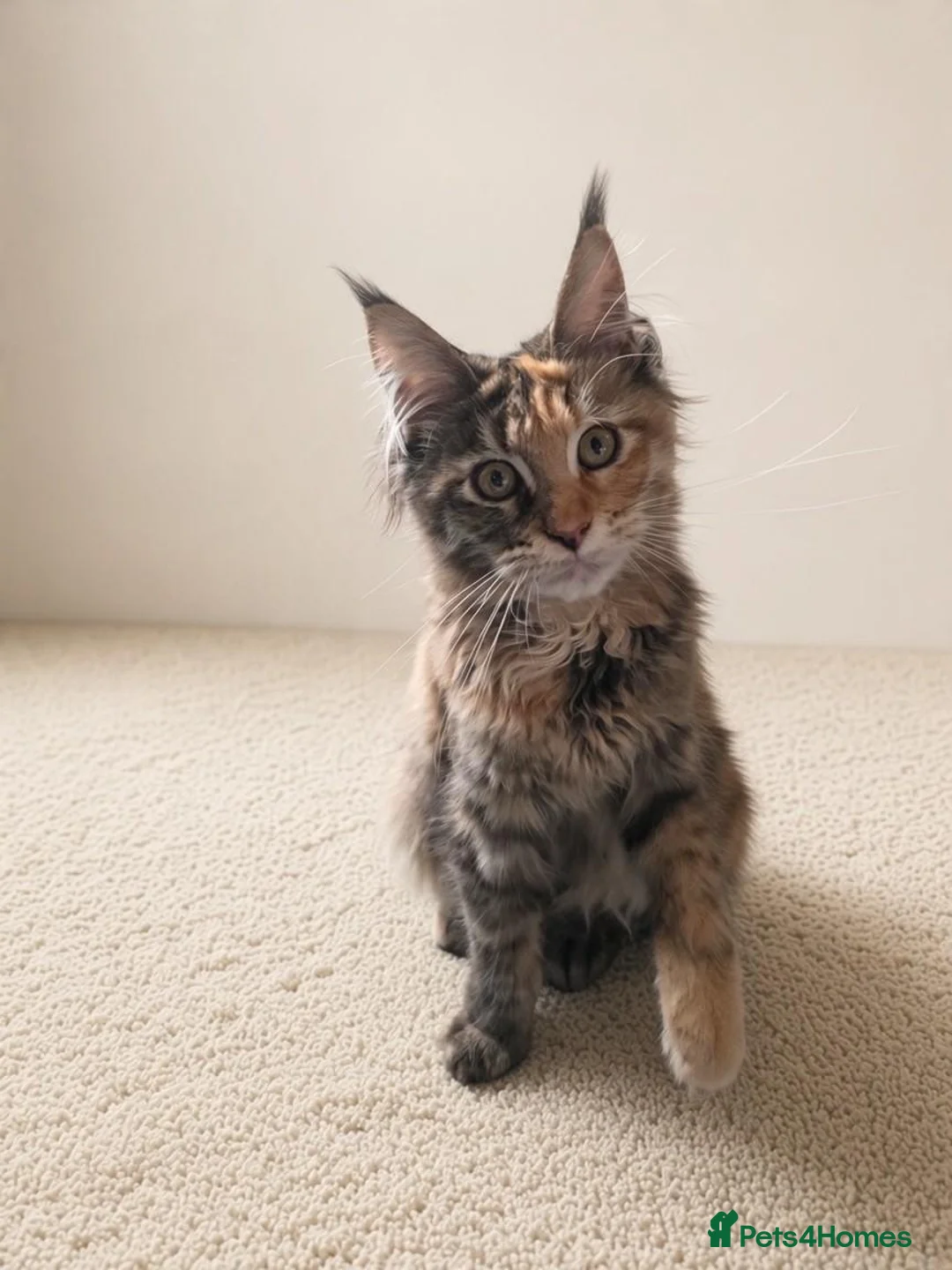 Maine Coon cats for sale: Gorgeous Female Maine Coon Kitten  - Advert 2