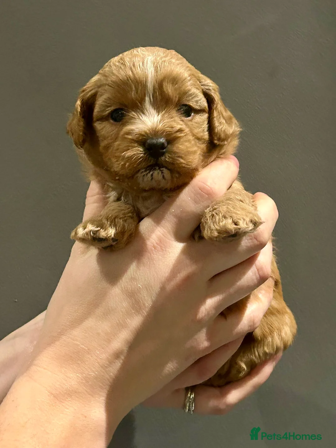 Shihpoo dogs for sale: Beauty’s pups - Advert 4