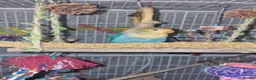 Lovebirds birds for sale: Selling my paired lovebirds, amazing colours - Advert 4