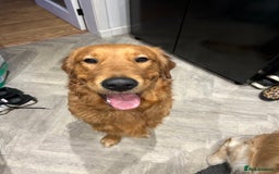 Golden Retriever dogs for sale: Two Golden retriever dogs for rehoming  - Image 3