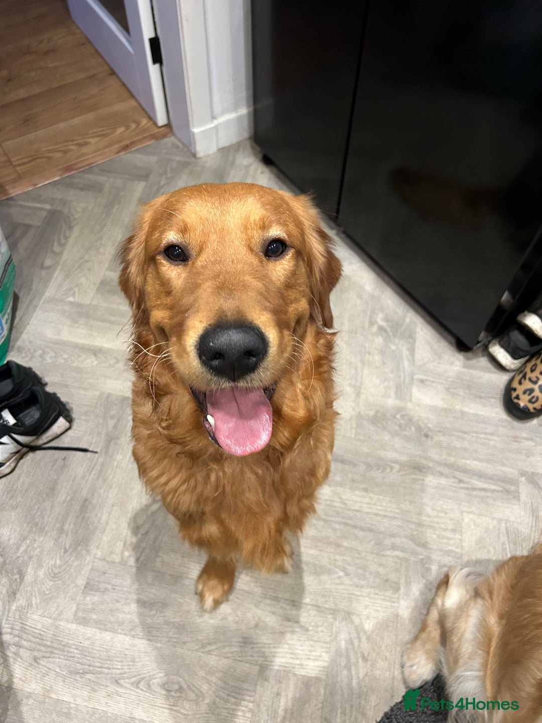 Golden Retriever dogs for sale: Two Golden retriever dogs for rehoming  - Image 3