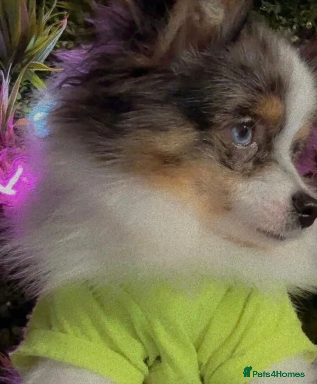 Pomeranian dogs for sale: ✨💎Rare Pom With Mesmerising Blue Eyes💙👀✨ - Advert 1
