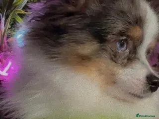 Pomeranian dogs ✨💎Rare Pom With Mesmerising Blue Eyes💙👀✨ - Advert 2