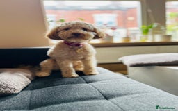 Cockapoo dogs for sale: ⭐️Exceptional litter - Cockapoo F1BB⭐️ - Image 15