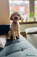 Cockapoo dogs ⭐️ 1 Gorgeous Red Boy left- Cockapoo ⭐️ - Advert 7