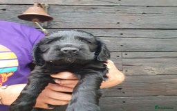 Cocker Spaniel dogs for sale: show cocker spaniel puppies ready 9th september - Image 2