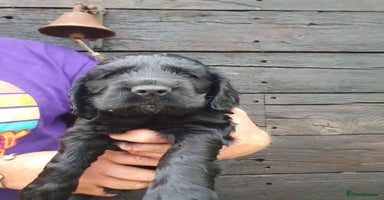 Cocker Spaniel dogs - Advert 4